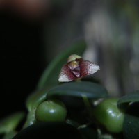 Bulbophyllum crassifolium Thwaites ex Trimen